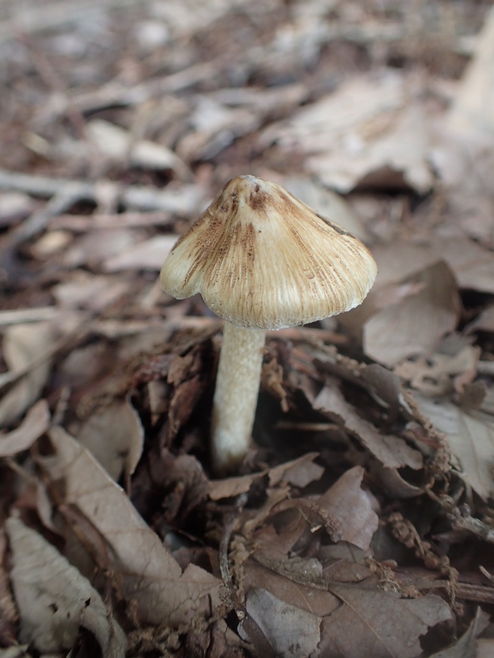 Inocybe squamata image