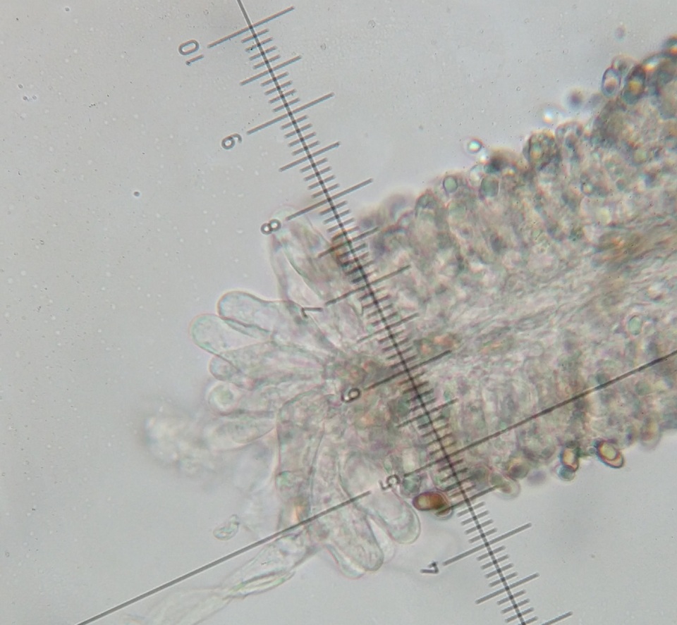 Inocybe squamata image