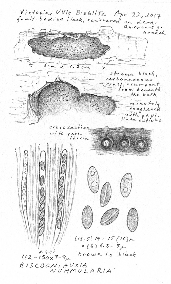 Biscogniauxia nummularia image