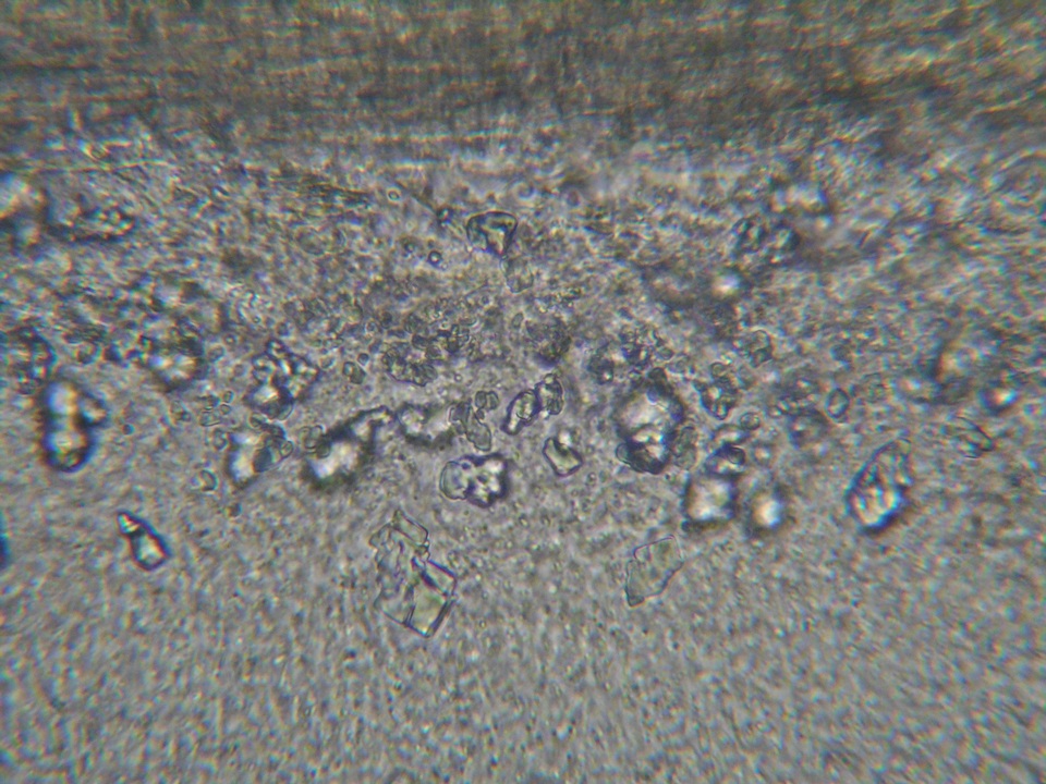 Stictis virginea image