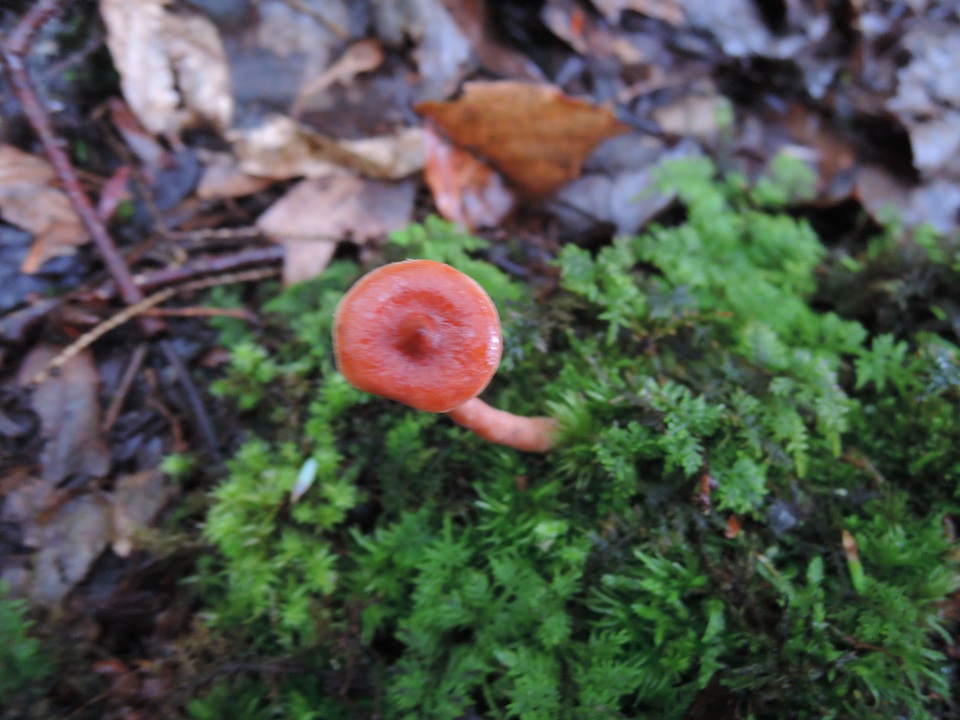Lactarius nitidus image