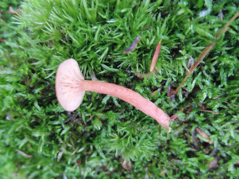 Lactarius nitidus image