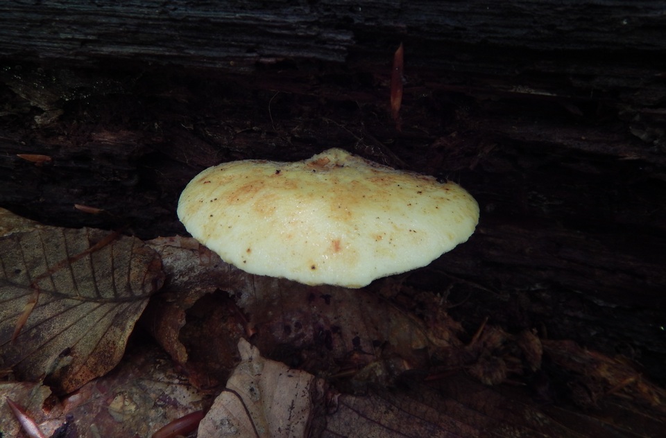 Piptoporus quercinus image
