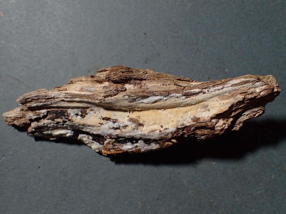 Radulodon aneirinus image