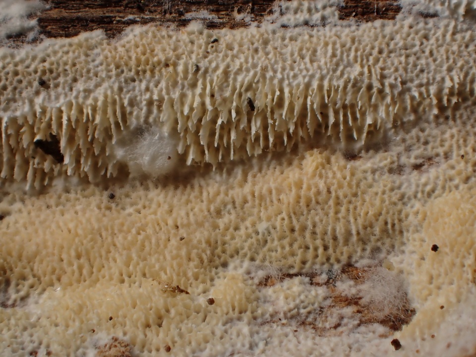 Radulodon aneirinus image