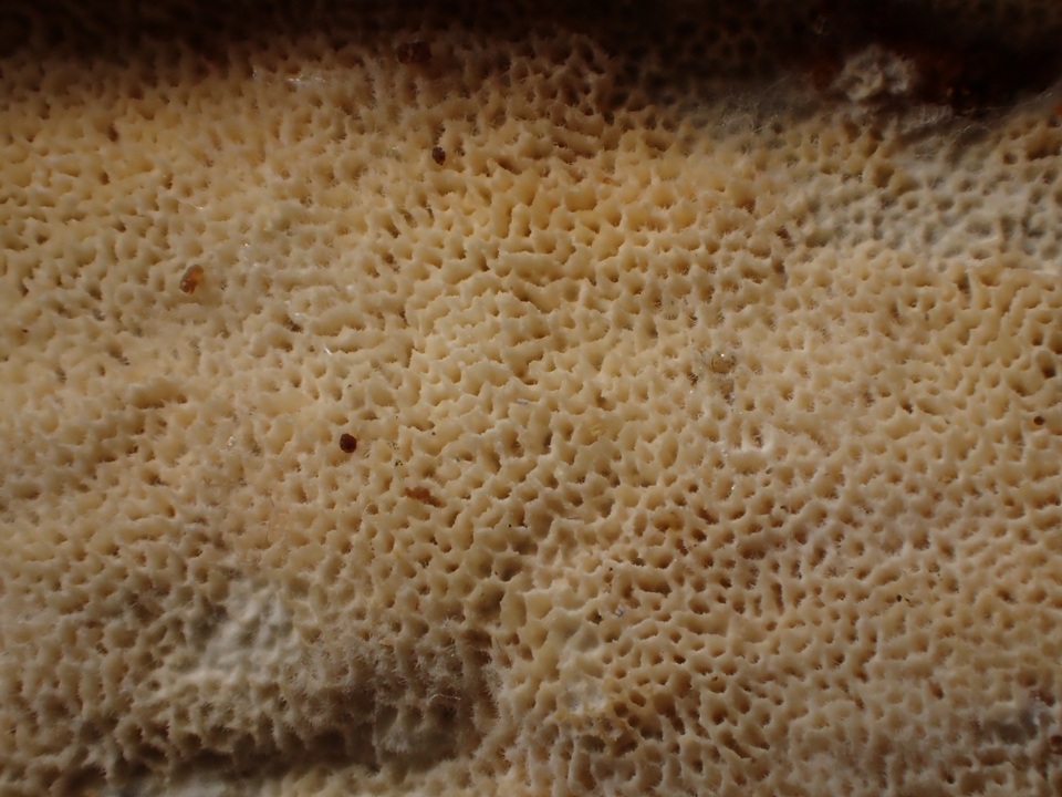 Radulodon aneirinus image