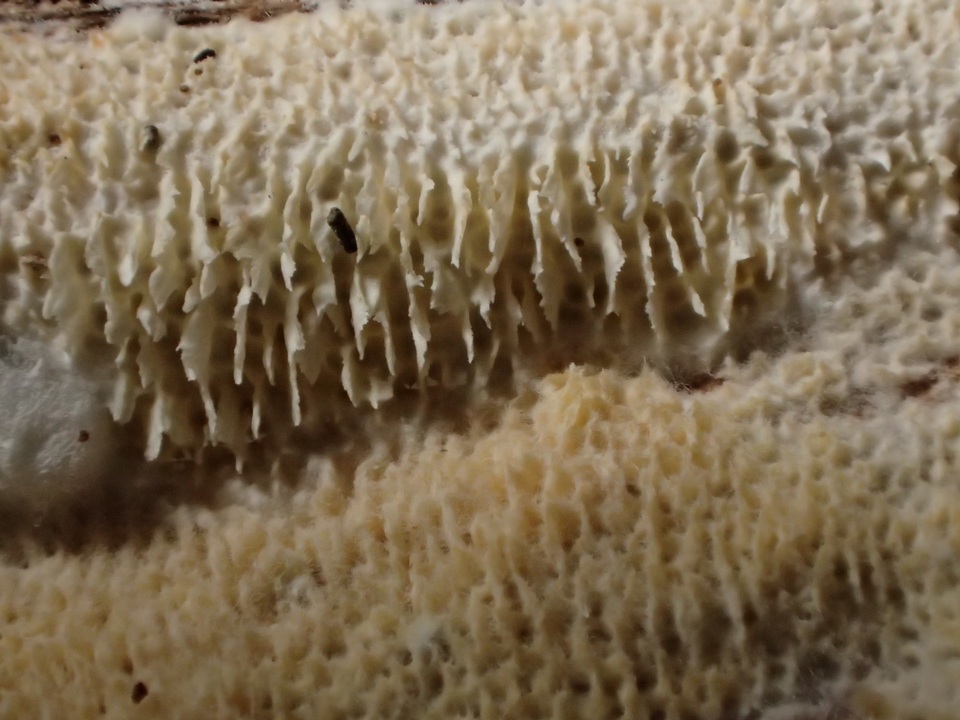 Radulodon aneirinus image