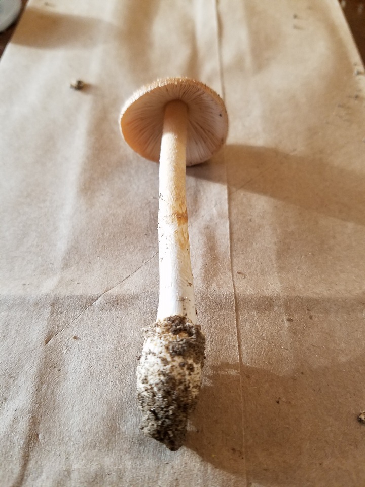 Amanita pseudocrocea image