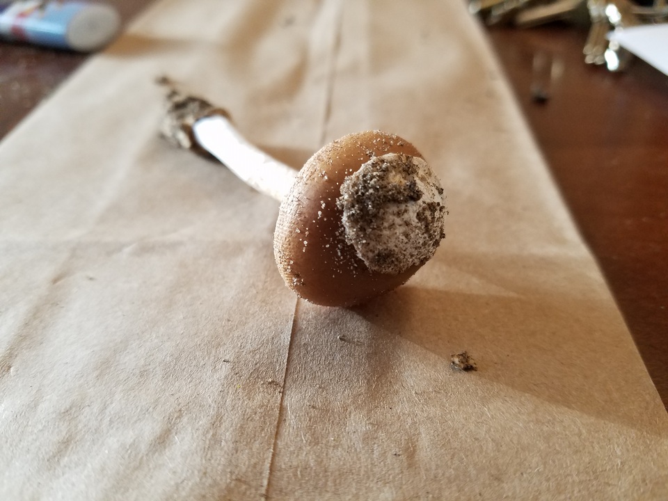 Amanita pseudocrocea image