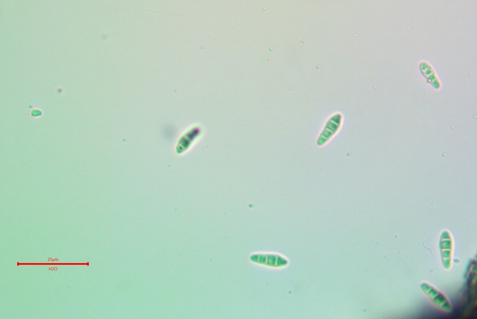 Alyxoria ochrocheila image