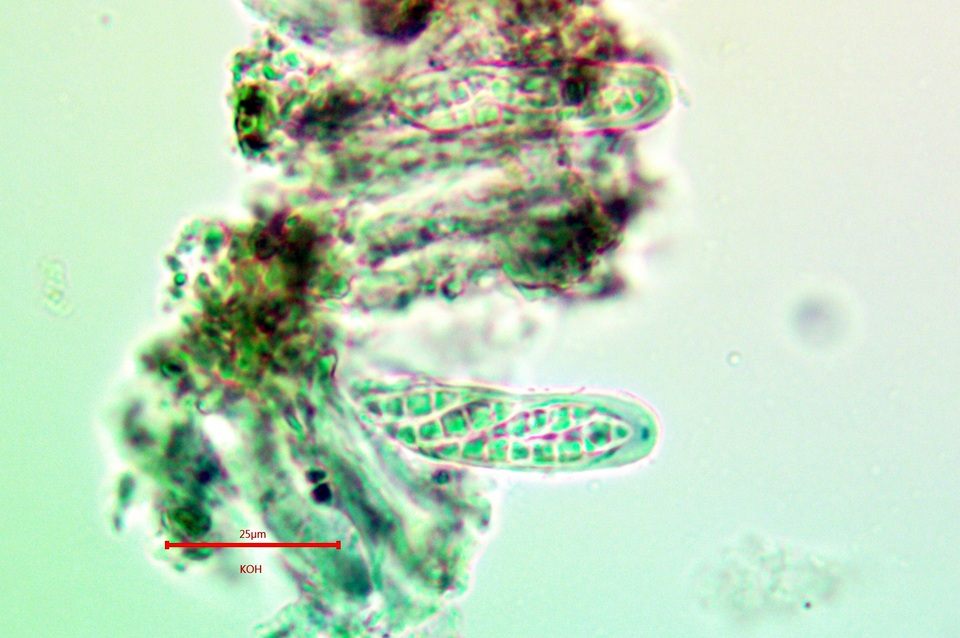 Alyxoria ochrocheila image