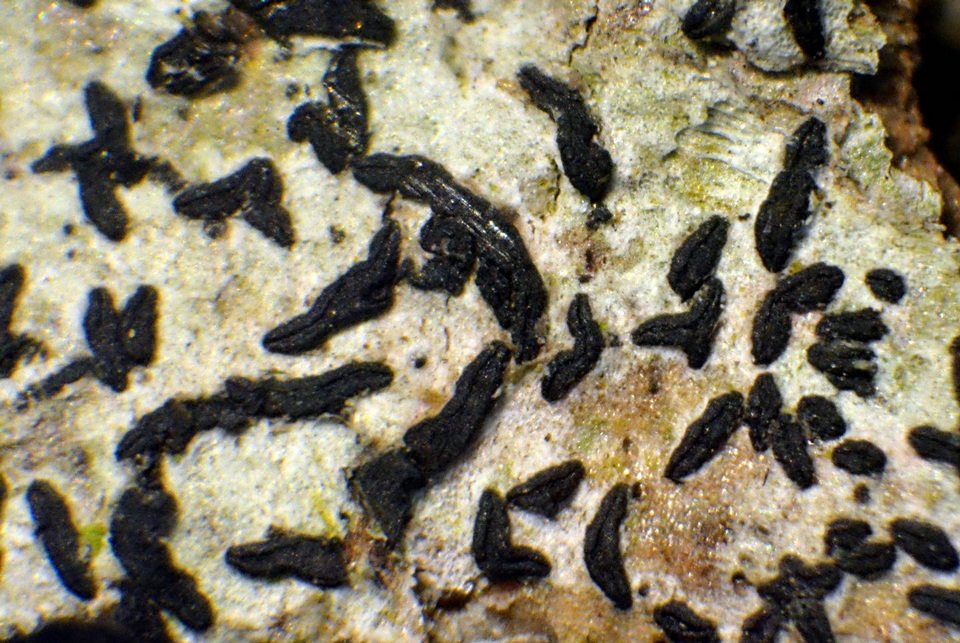 Alyxoria ochrocheila image