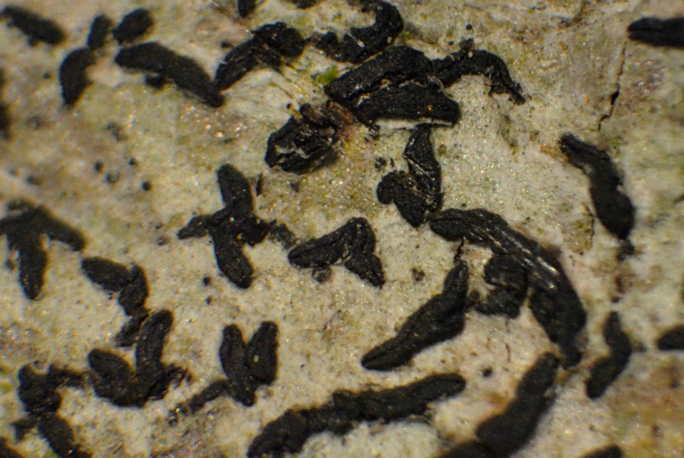 Alyxoria ochrocheila image