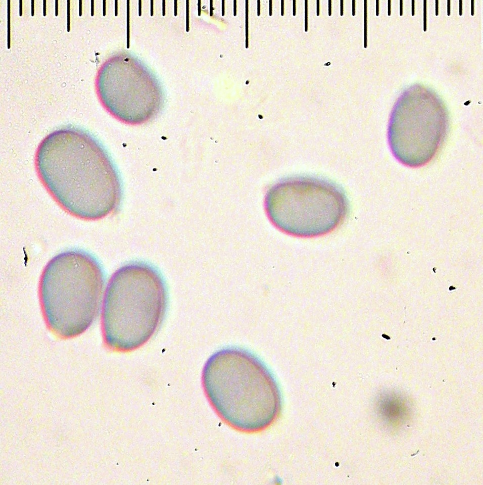 Amanita flavivolva image
