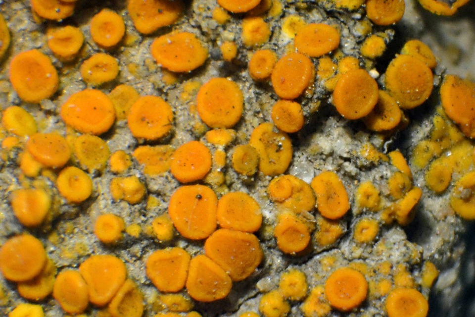 Caloplaca luteominia var. luteominia image