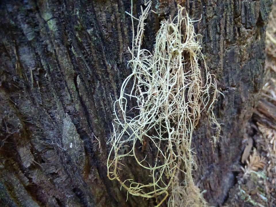 Usnea filipendula image