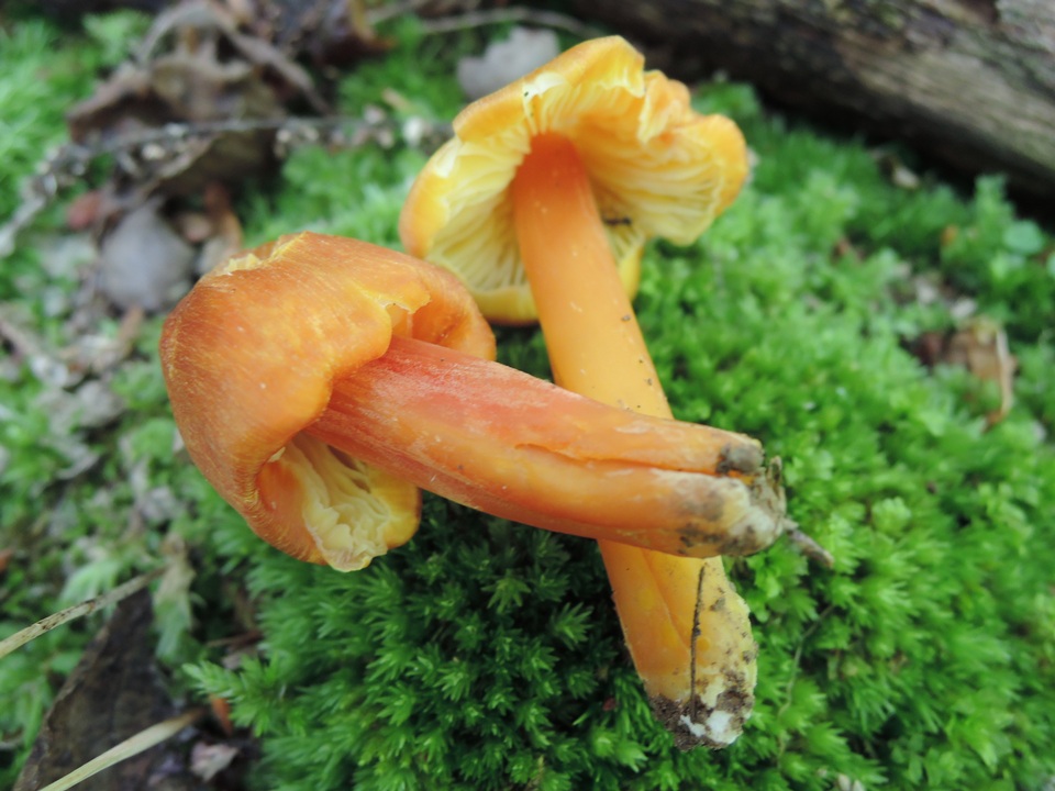 Hygrocybe persistens image