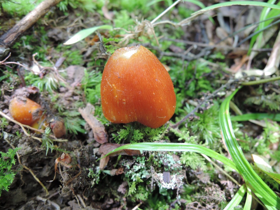 Hygrocybe persistens image