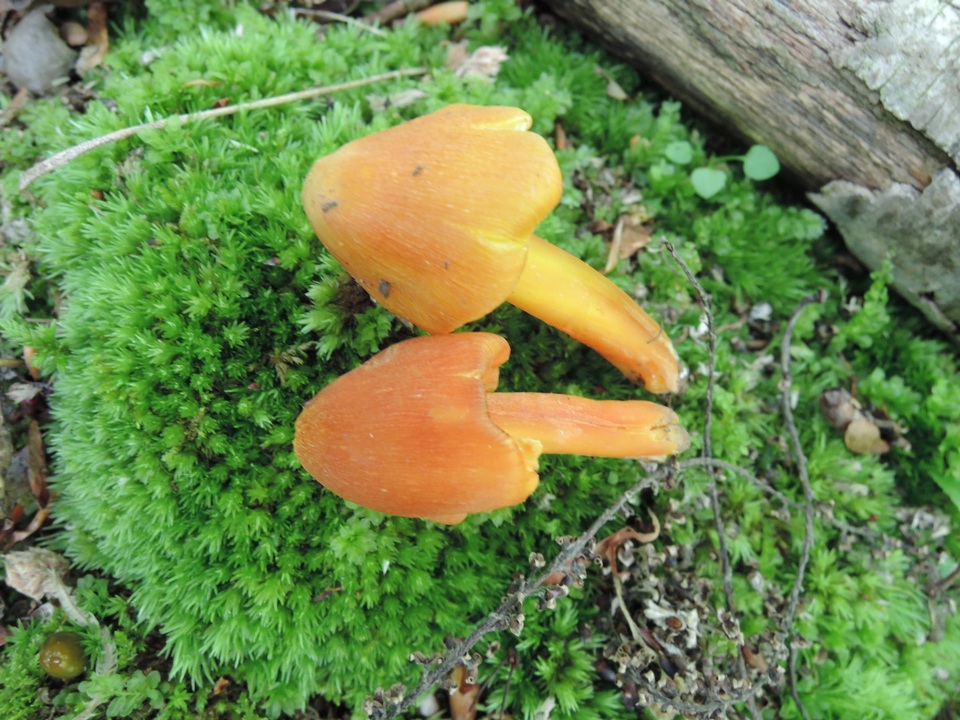 Hygrocybe persistens image