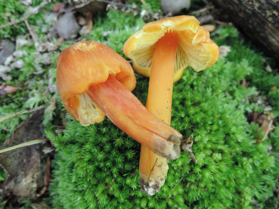 Hygrocybe persistens image