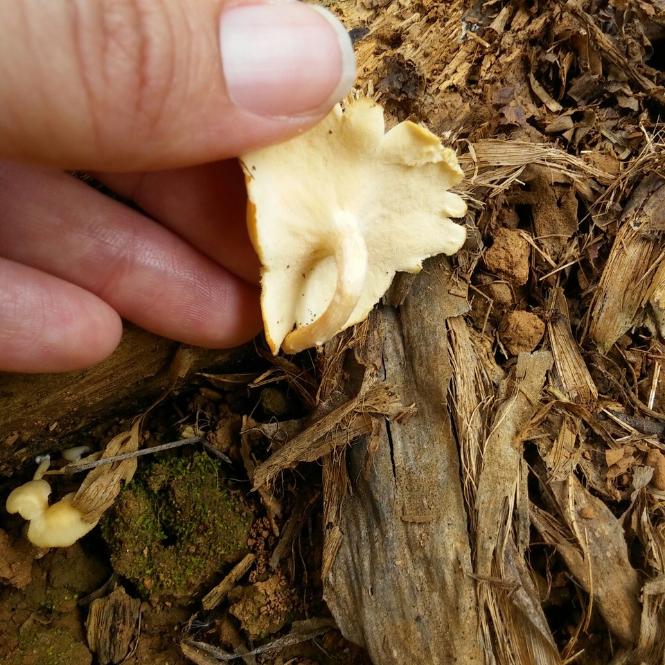 Lentinus swartzii image