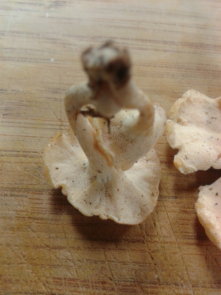 Lentinus swartzii image