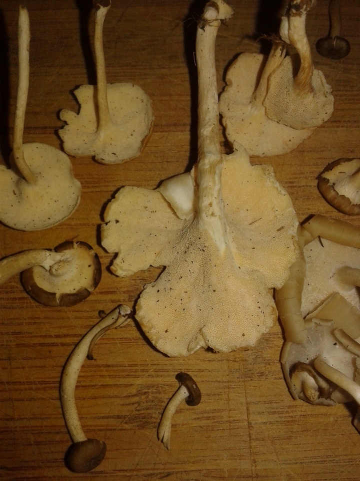 Lentinus swartzii image