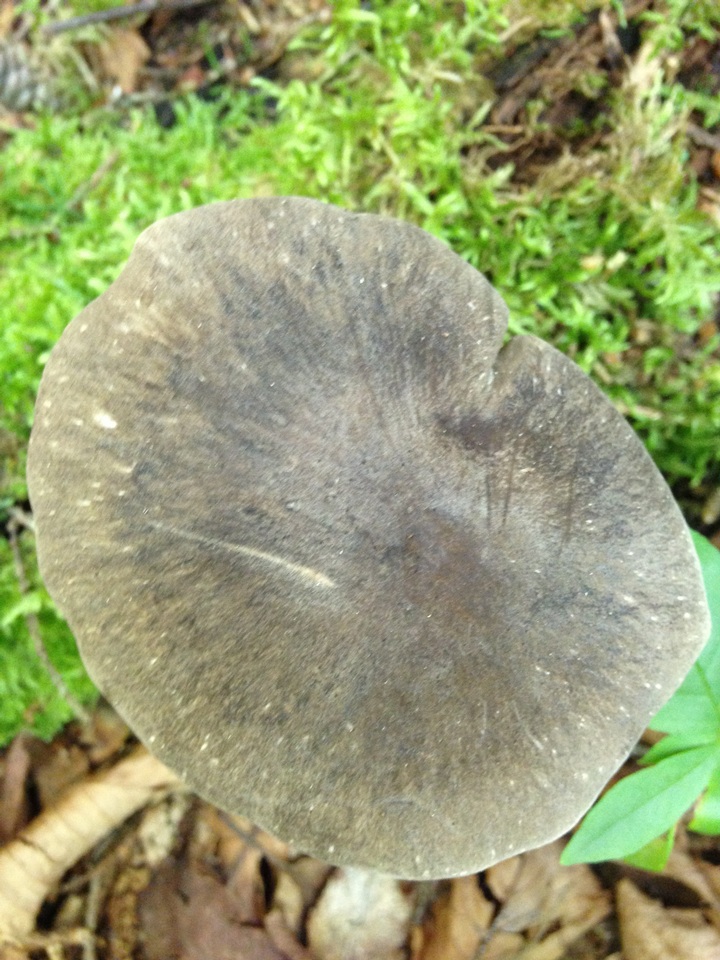 Megacollybia subfurfuracea image