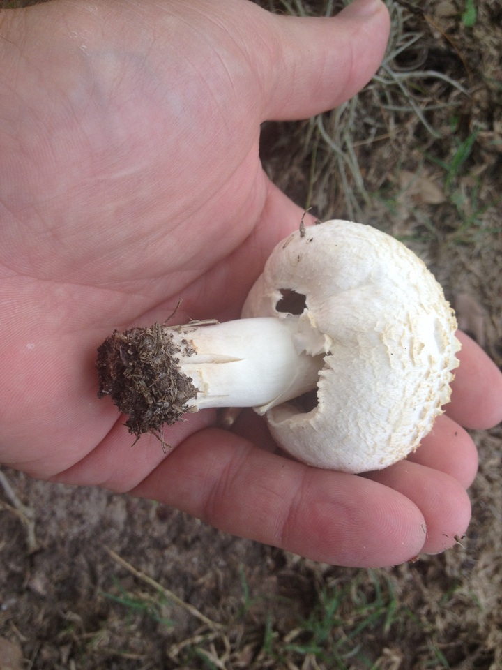 Agaricus porphyrocephalus image