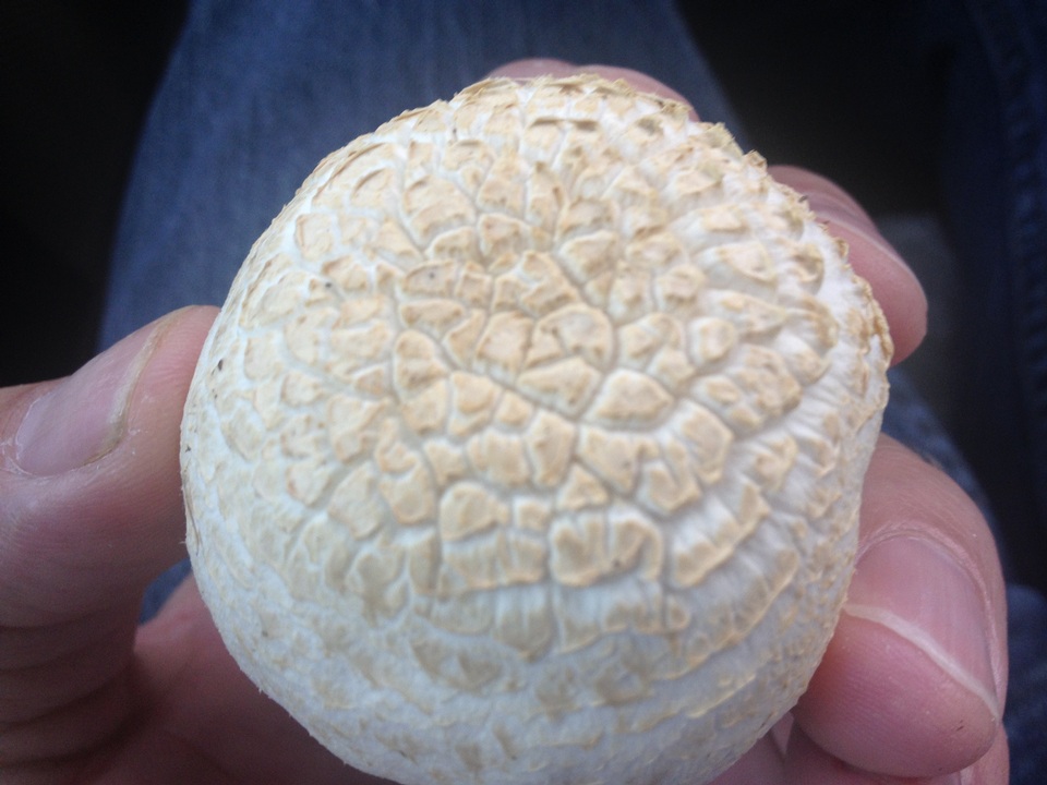 Agaricus porphyrocephalus image