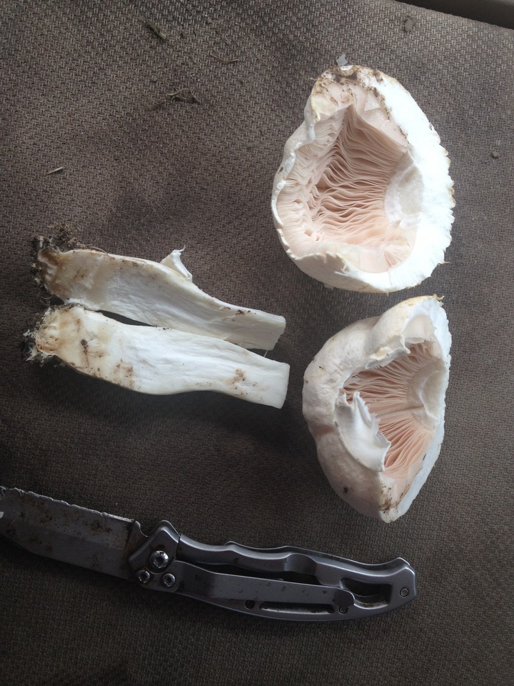 Agaricus porphyrocephalus image