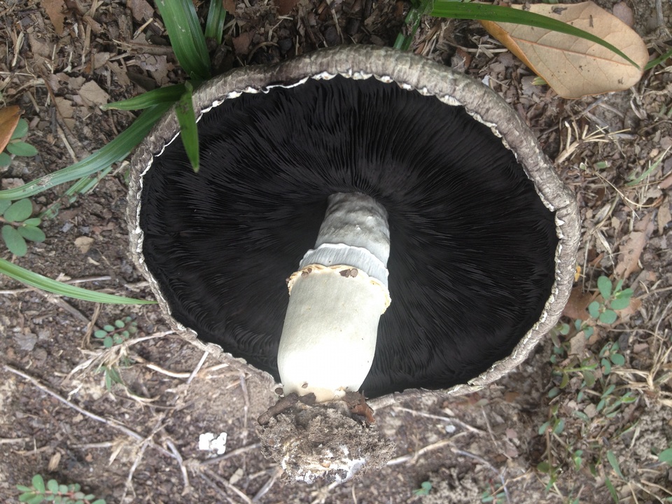 Agaricus porphyrocephalus image