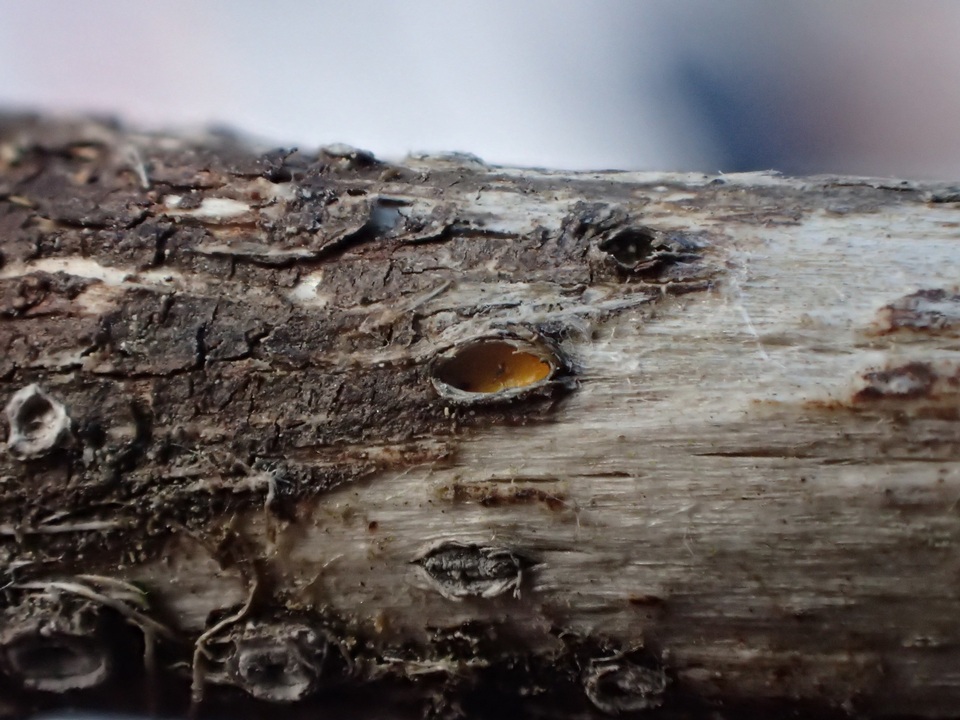 Stictis ostropoides image