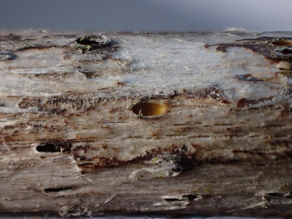 Stictis ostropoides image