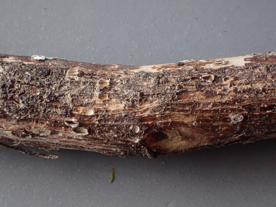 Stictis ostropoides image