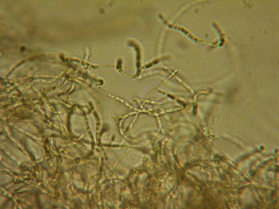 Stictis ostropoides image