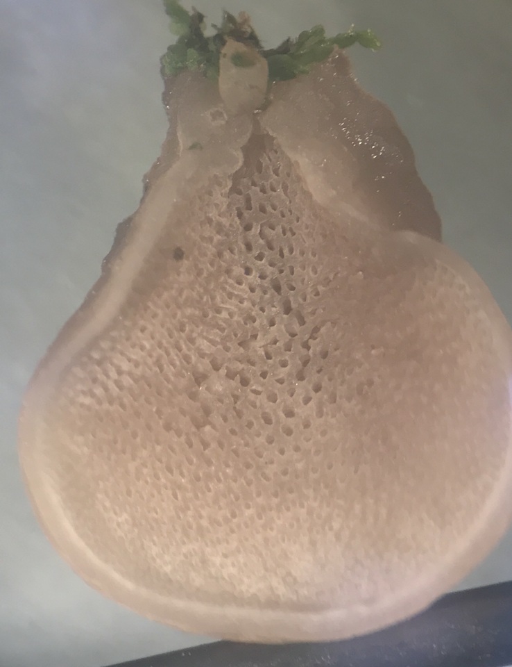 Resupinatus porosus image
