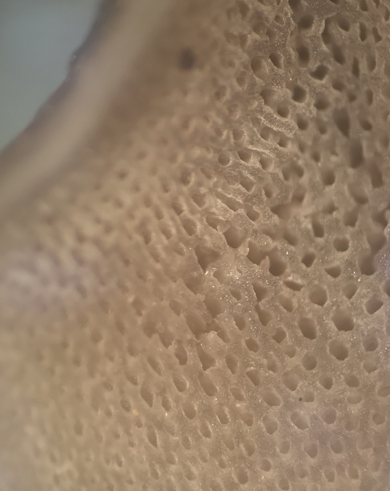 Resupinatus porosus image