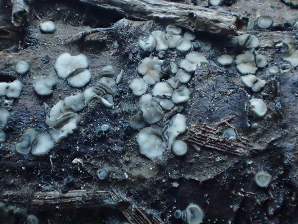 Mollisia melaleuca image