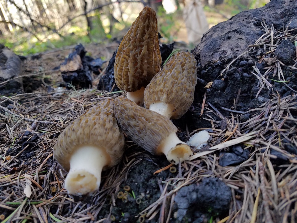 Morchella sextelata image