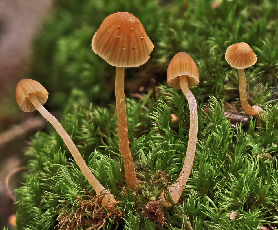 Galerina cerina image