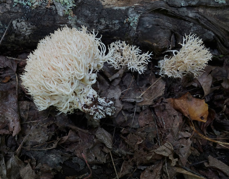 Scytinopogon angulisporus image