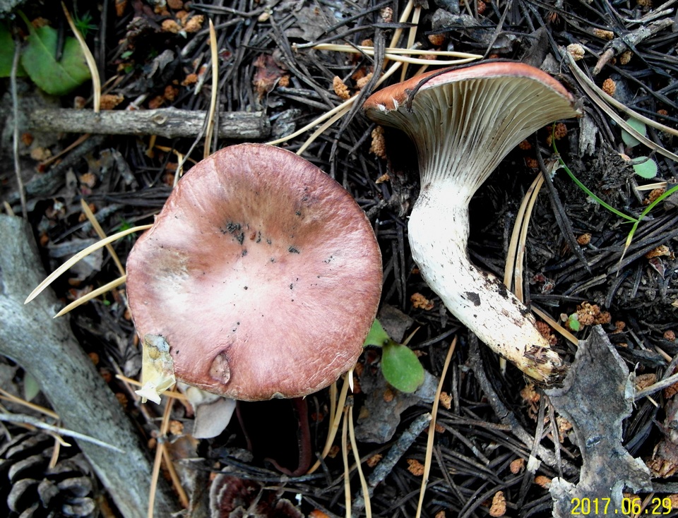 Gomphidius roseus image