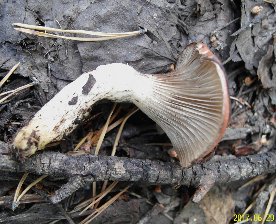 Gomphidius roseus image