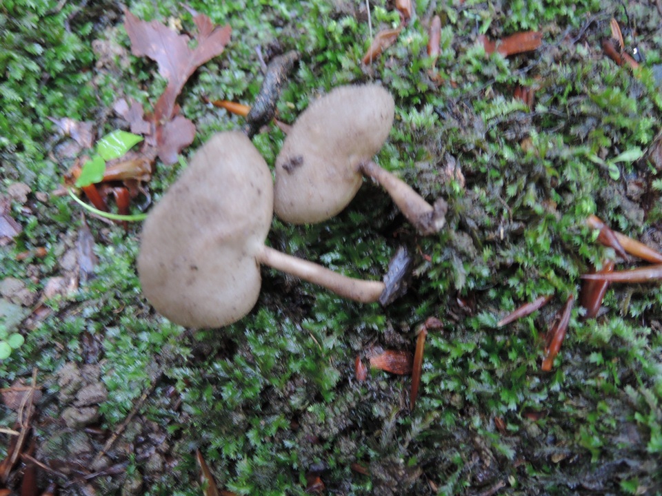 Helvella cupuliformis image