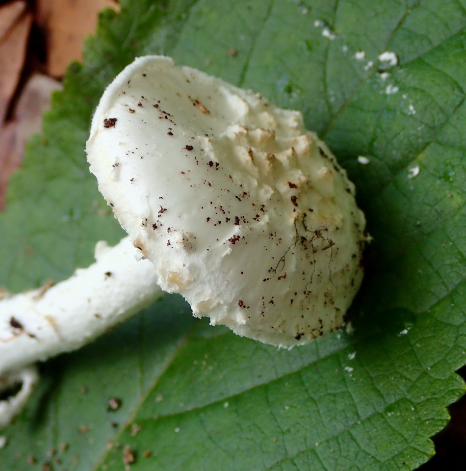 Amanita inodora image