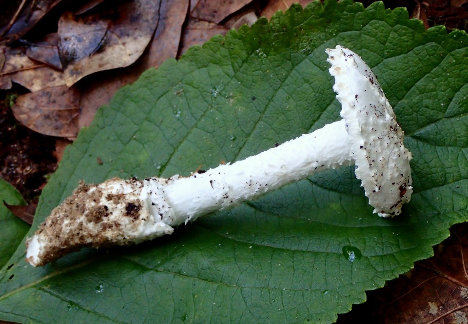 Amanita inodora image