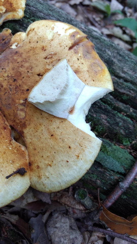 Piptoporus quercinus image