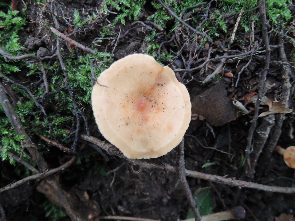 Lactarius lilacinus image