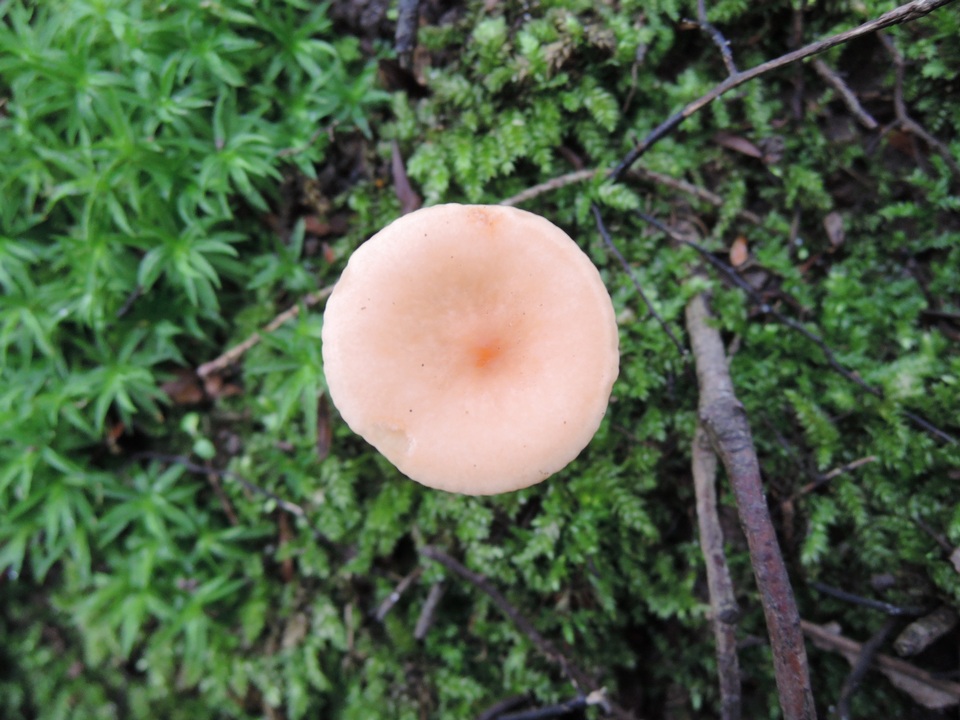 Lactarius lilacinus image